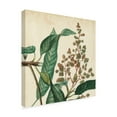 thumbnail image 2 of Trademark Fine Art 'Garden Bounty II' Canvas Art by Vision Studio, 2 of 4