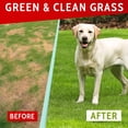 thumbnail image 2 of PawfectChew Grass Burn Spot Chews for Dogs - Urine Neutralizer for Lawn Repair - Dog Pee Spot Saver with Probiotics (120 ct), 2 of 8