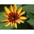 thumbnail image 2 of Bonin, Suzanne 32x25 Black Ornate Wood Framed with Double Matting Museum Art Print Titled - Zinnia, 2 of 4