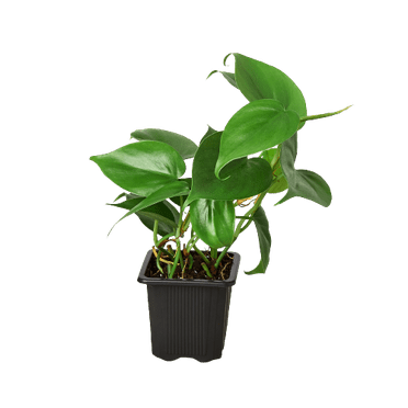 Philodendron Cordatum Heartleaf