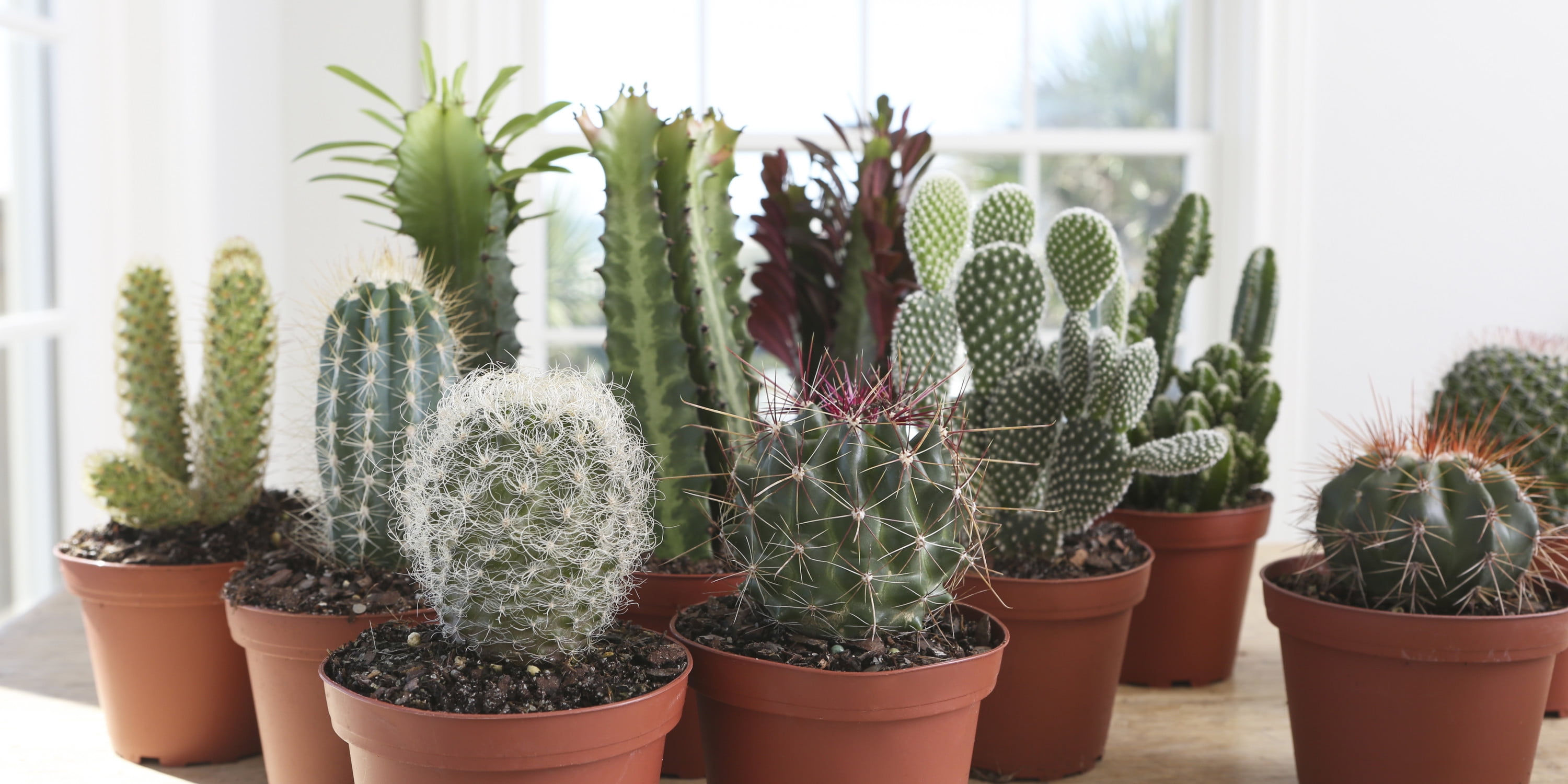 How to Pot a Large Cactus - Life Love Larson