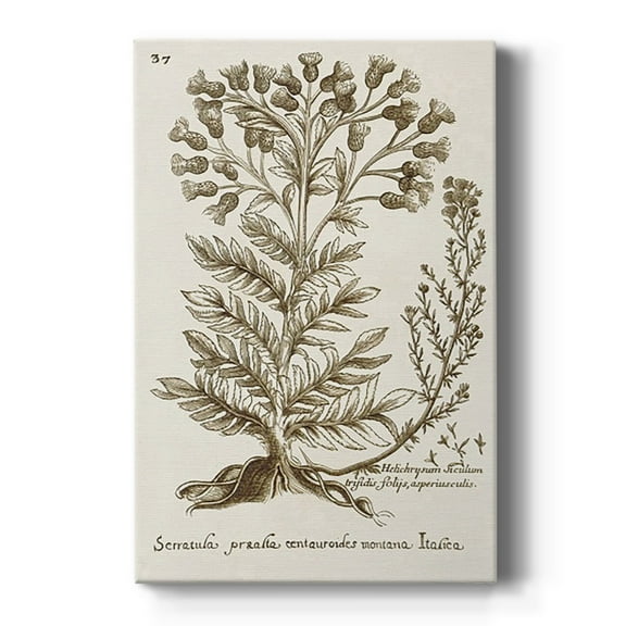 Sepia Botanical Journal I Premium Gallery Wrapped Canvas - Ready to Hang