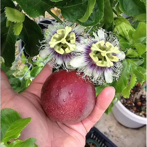 Red Rover Passion Fruit Vine Edible Passion Fruit - Live Plant - Passiflora Edulis