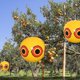 thumbnail image 4 of Globos repelentes de pájaros con forma de globo ocular negro de 3 uds para disuadir a los pájaros, 4 of 5