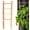 Ladder-Shaped, variant on SILKBUT 10 Pcs Natural U-Hoops Bamboo Garden Trellis, 4 Ft Bamboo Trellis U-Shape Plant Support for Climbing Plants Indoor and Outdoor Use