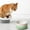Green GN, variant on Ceramic Heated Pet Bowl Constant Temperature Automatic Warming Water Food Dish Elevated Design Protects Neck Comfortable Feeding Bowl Dishwasher Safe Anti Freeze for Cats and Dogs
