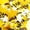 Gold Stars, variant on PrimePure Confetti Party Cannon – Dual Pack, Multicolor Rectangle, Biodegradable Paper Confetti