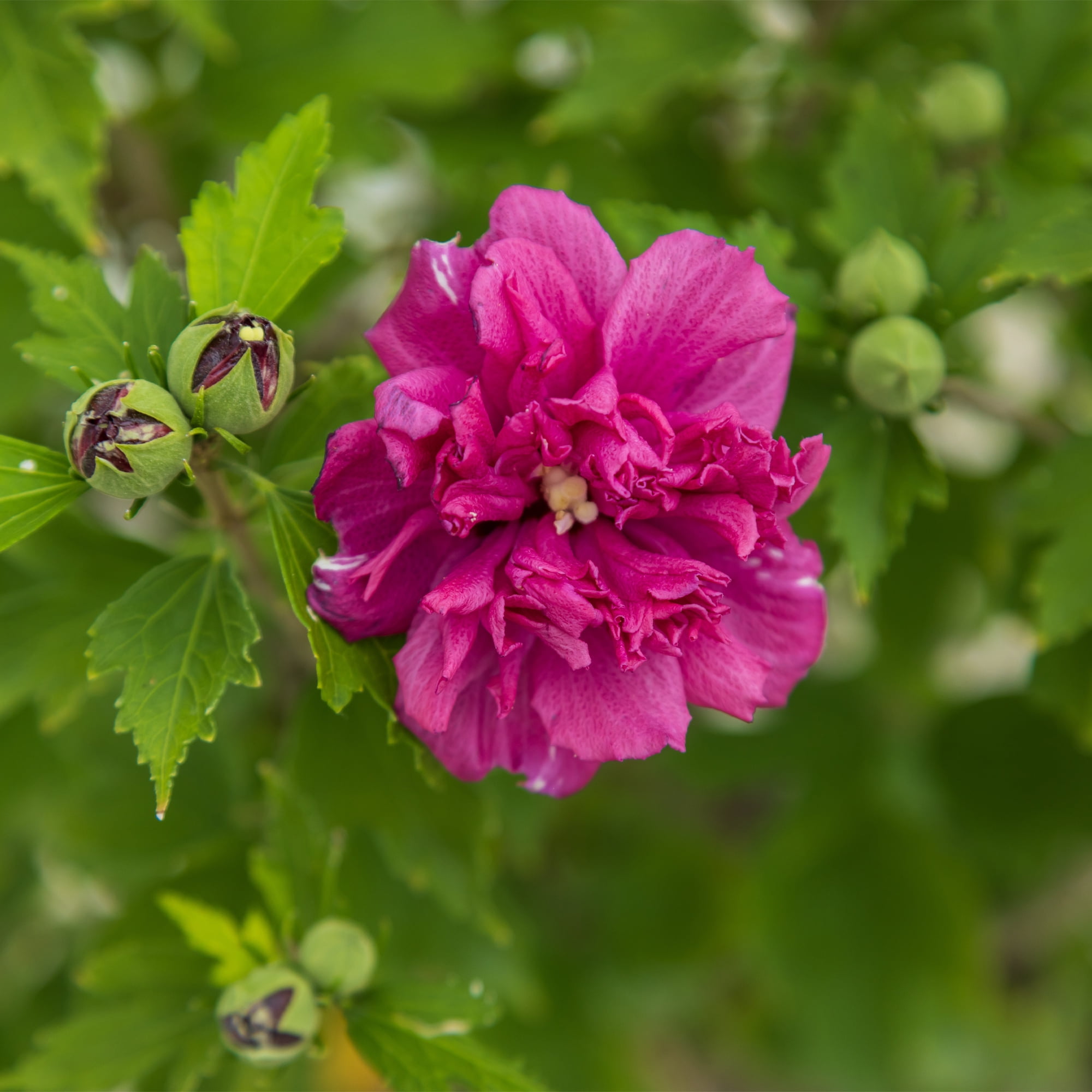 First Editions Hibiscus French Cabaret Live Shrub in 2-Gallon Grower Pot