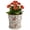 Red Plum, variant on Ceramic Flower Pots for Indoor Plant with Drainage Hole & Saucer | 5.5 Inch Small Ice Crack Plant Pots, Decorative Vintage Planters For Succulent Herb Cactus Mint Basil, Garden Pot For Plant
