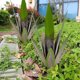 thumbnail image 4 of ¡Rebajas Sorprendentes!, Adorno de planta de hierro forjado Adorno de jardín Adorno de decoración de jardín al aire libre Akmoler, 4 of 7