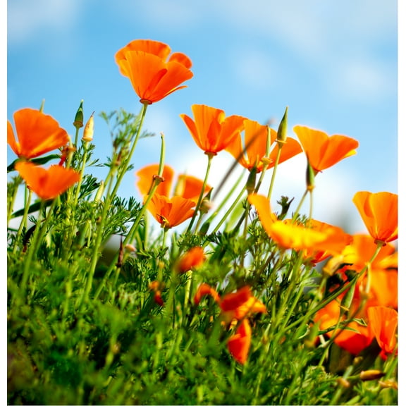 Earthcare Seeds - California Poppy 700 Seeds (Eschscholzia Californica) Heirloom - Open Pollinated Perennial