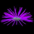 thumbnail image 2 of Deago Aquarium Imitative Rainbow Sea Urchin Ball Artificial Silicone Ornament with Glowing Effect for Fish Tank Landscape Decoration (Purple), 2 of 10