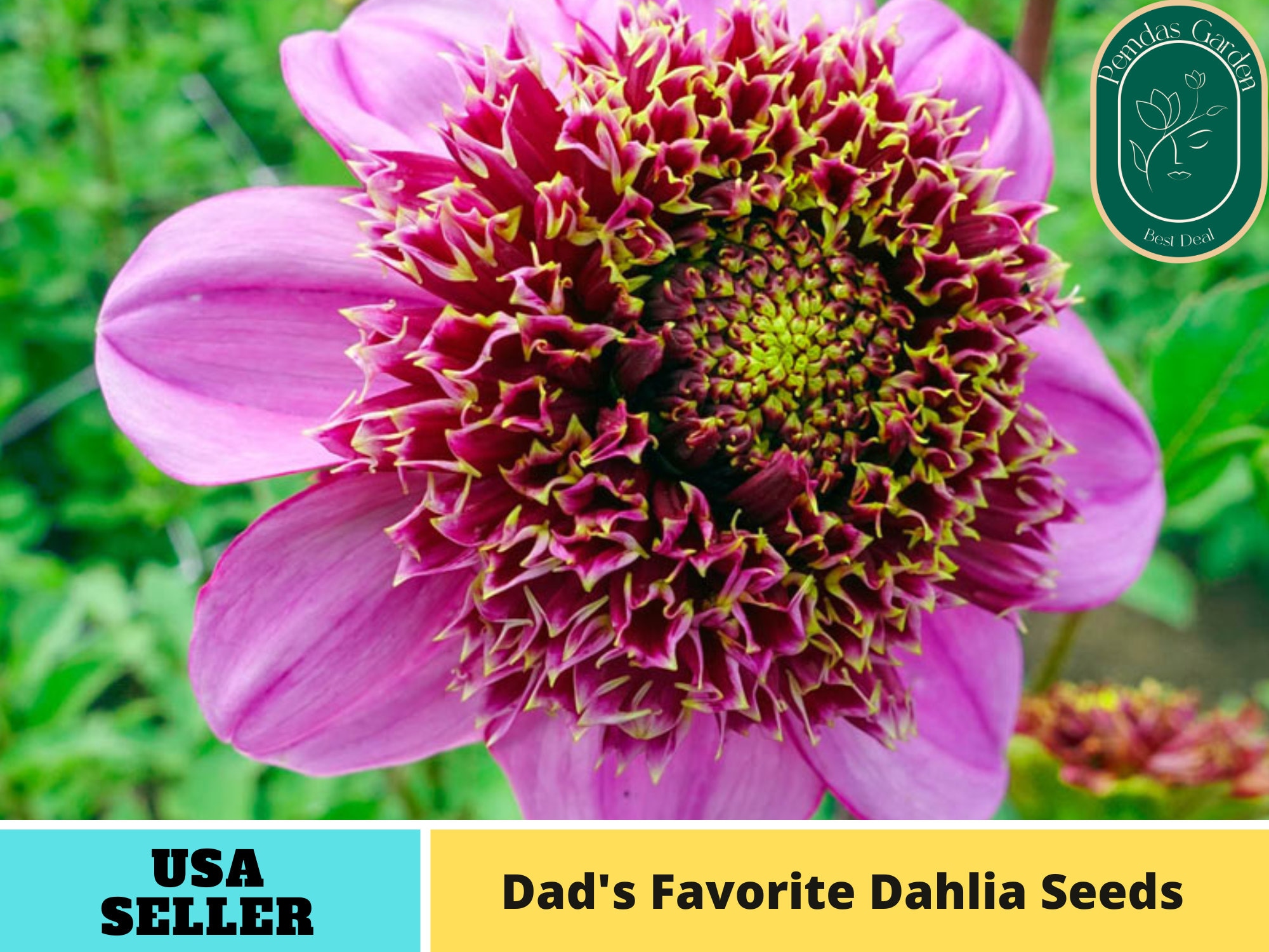 25 Palmares Dahla Perennal Flowers Seeds Flowerng Bloomng seeds