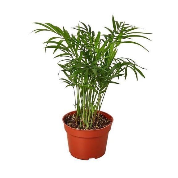 House Plant Dropship Parlor Palm Live Plants in 4" Nursery Pots
