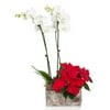 From You Flowers - Perfect Christmas Pairing (Free Pot Included)