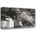 thumbnail image 1 of Vitaly Geyman 44x31 Gallery Wrapped Canvas Wall Art Titled - Moses Tree BandW, 1 of 4