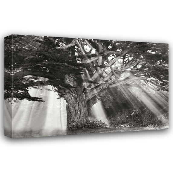 Vitaly Geyman 44x31 Gallery Wrapped Canvas Wall Art Titled - Moses Tree BandW