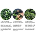 thumbnail image 4 of Artificial Plant Hanging Topiary Ball with Lights Solar LED Boxwood Topiary Flower Ball Lamp Artificial Plant Boxwood with LED Lights for Outdoor Garden Backyard Balcony Decorations, 4 of 9
