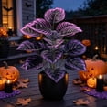 thumbnail image 3 of Artificial Purple Calathea Plant, Home Party Decoration, Purple Leaf Decor Artificial Plant Simulation Pot Bonsai Flower Ornament Hotel Room Desk Decorate((No Flowerpot),23.6"), B, 3 of 7