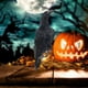 thumbnail image 1 of Negro de con plumas de , modelo de , espantapájaros de jardín, control de plagas libre, de pájaros, decoración Colcomx Decoraciones de Halloween del cuervo, 1 of 7