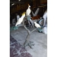 thumbnail image 5 of Nifao Three Cockatoo on a Tree Bronze Statue – Outdoor Garden Decor Sculpture, 55"L x 34"W x 68"H, 5 of 12
