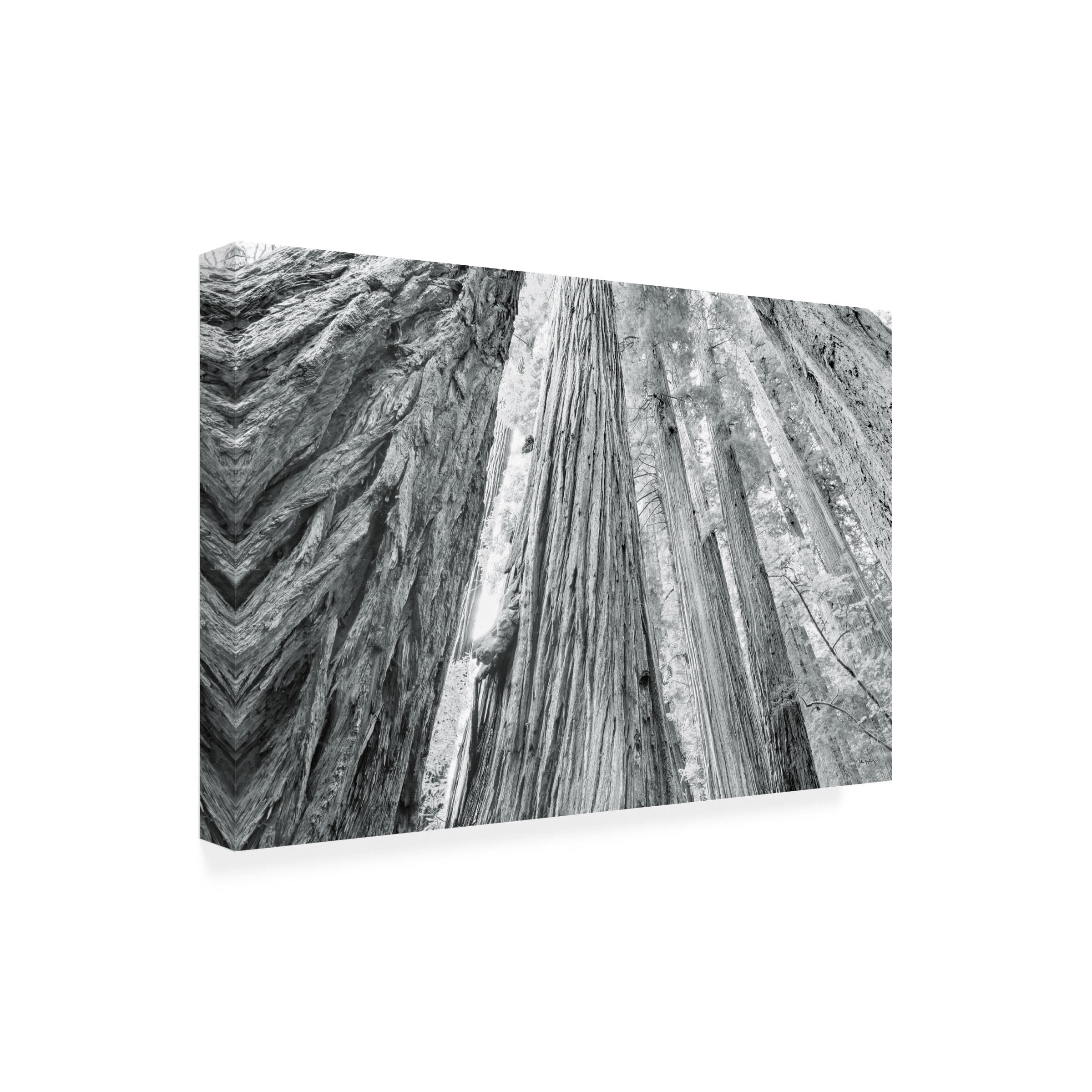 Alan Majchrowicz 'Redwoods Forest IV BW' Canvas Art
