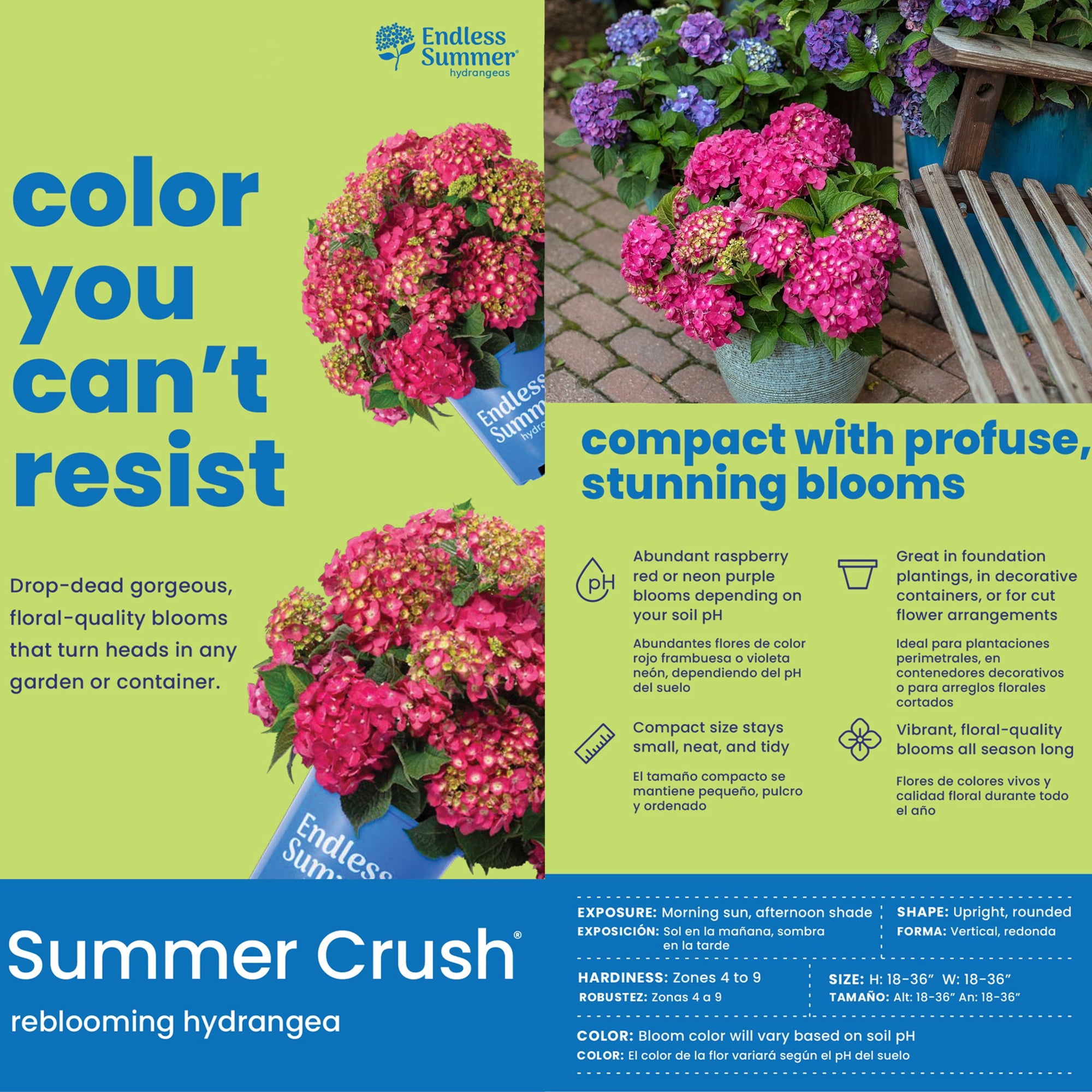 Endless Summer Summer Crush Reblooming Hydrangea Live Shrub in 1-Gallon Grower Pot