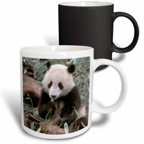 3drose, China, Chengdu, Panda Sanctuary, Panda Bear-as07 Cmi0105 - Cindy Miller Hopkins, 11oz Magic Transforming Mug
