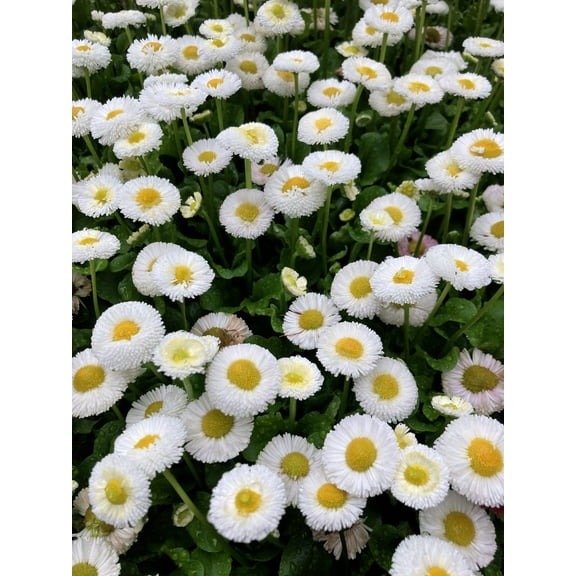 500 Dwarf WHITE ENGLISH DAISY Bellis Perennis Flower Seeds