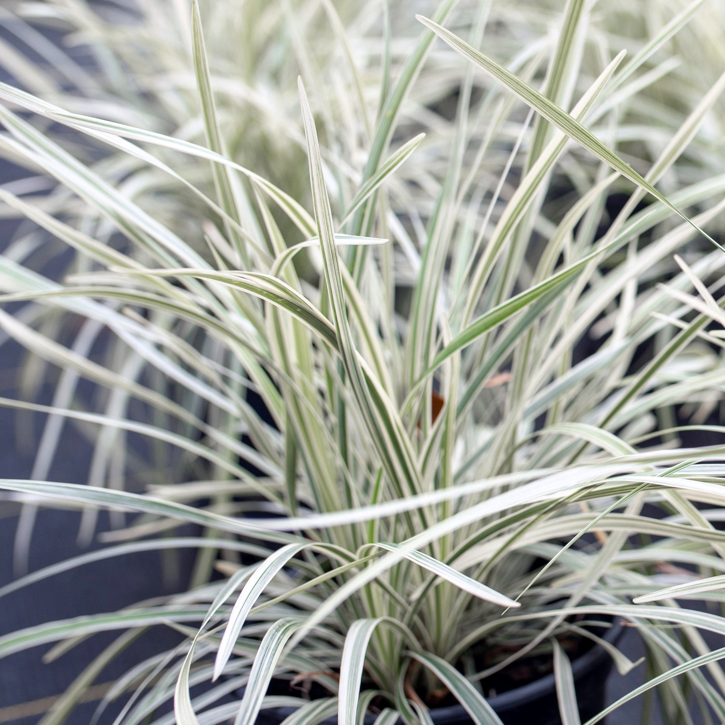 National Plant Network 4 in. Liriope Silver Dragon (32-Pack)