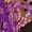 Purple, variant on Doomiva Girls Sparkly Latin Dance Dress Sequin Sleeveless Fringe Tassel Color Block Cha Cha Jazz Dance Dress for Performance Hot Pink 10