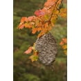 thumbnail image 2 of Grall, Don 23x32 Black Ornate Wood Framed with Double Matting Museum Art Print Titled - MI, Bald-faced hornet nest in a maple tree, 2 of 4