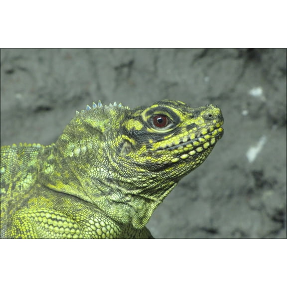 24"x36" Gallery Poster, Sailfin lizard (Hydrosaurus pustulatus) in Helsinki Tropicario Zoo
