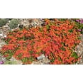 thumbnail image 2 of Fire Spinner Ice Plant - Perennial - Delosperma - Live Plant - Gallon Pot, 2 of 3