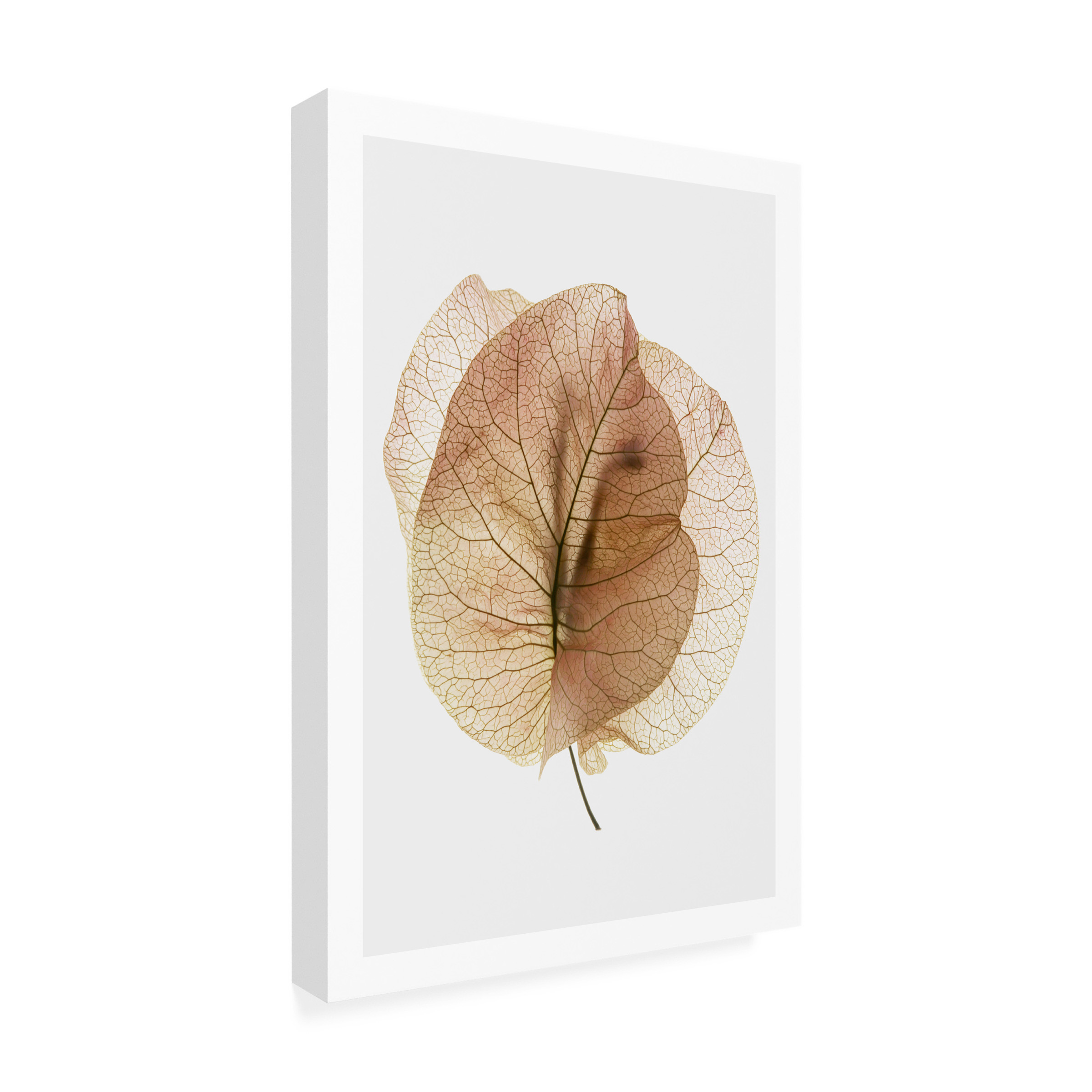 Shot by Clint 'Bougainvillea Study No7' Canvas Art