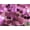 Purple, variant on Sequin Square Dangle Tulle ROYAL BLUE Fabric / 55" Wide / Sold by the yard