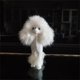 thumbnail image 5 of Escultura de caniche realista Figura decorativa Escultura de cachorro Figura de animal Blanco, 5 of 7