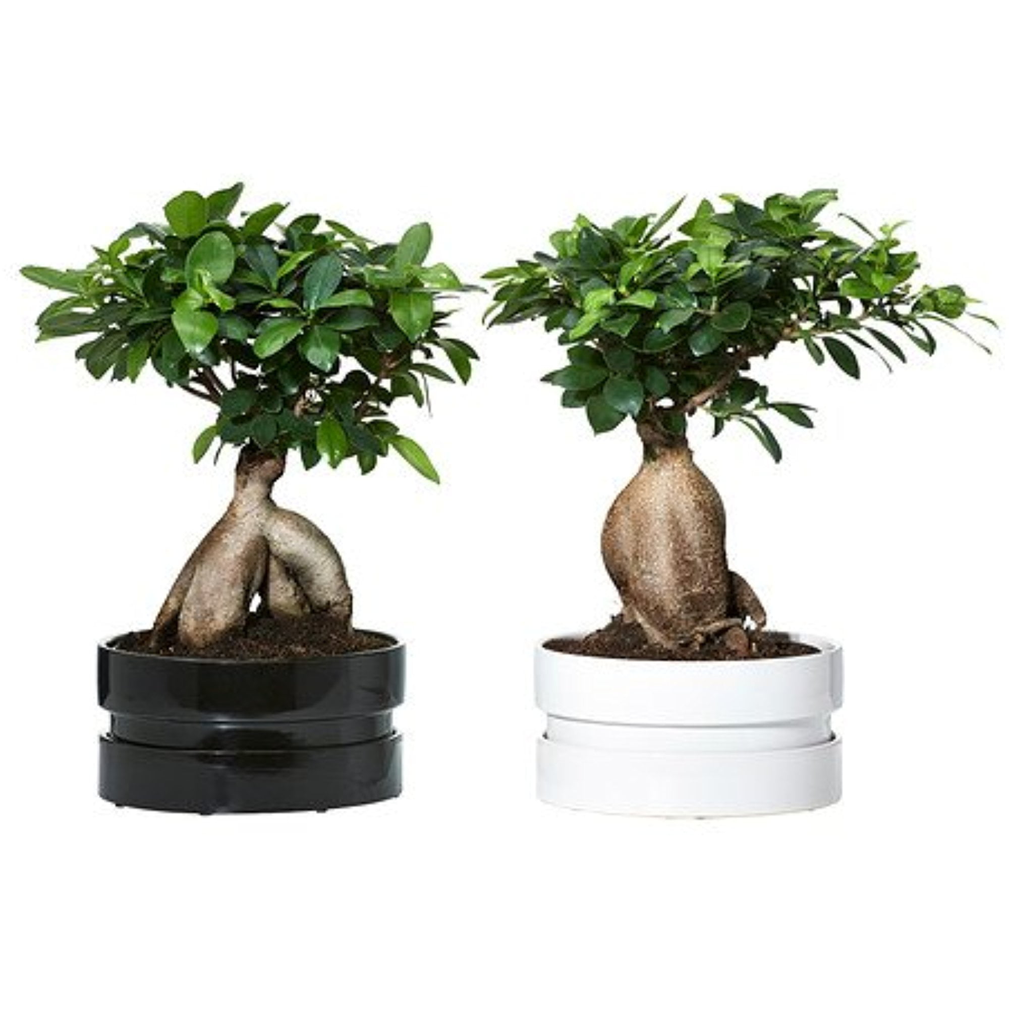 Efficiënt erwt twaalf Ikea Plant with pot, bonsai, assorted colors 226.111417.1826 - Walmart.com