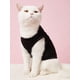 thumbnail image 5 of Camisas de cachorro para niños, ropa para perros pequeños, 6 piezas, 5 of 7