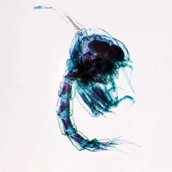 Zoea Of Crab, W.m. Microscope Slide
