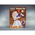 thumbnail image 2 of ZM71308 - HUMAN EAR ANATOMY MODEL KIT LINDBERG UNASSEMBLED, 2 of 2