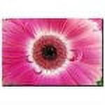 Trademark Art "Pink Gerber" Canvas Art