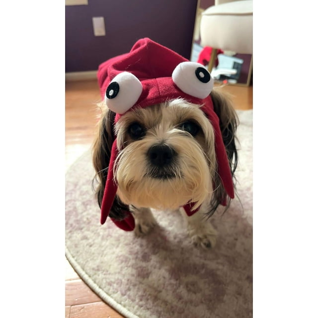 Costume de Chien à Thème Homard Rouge Pattes et Griffes, Parfait pour Halloween, Noël et Fêtes, Très Petit