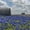 Texas Bluebonnets, variant on Elephant Stock Tequila Jalisco Agave Field Wall Art - Horizontal Canvas Wall Art - Living Room Wall Decor - Nature Canvas - Teal And Blue Decor - 45" x 30"