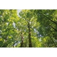 thumbnail image 3 of Majchrowicz, Alan 18x13 Black Modern Framed Museum Art Print Titled - Hardwood Forest Canopy III, 3 of 5