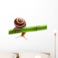 thumbnail image 1 of Snail Crawling Bamboo Wall Decal by Wallmonkeys Peel and Stick Graphic (24 in W x 14 in H) WM61900, 1 of 4