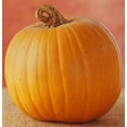 thumbnail image 2 of 50 JACK O LANTERN PUMPKIN Cucurbita Maxima Vegetable Seeds, 2 of 5