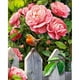 thumbnail image 2 of Hilo algodón bordado 11CT impreso punto cruz rosa china (ACC-877), 2 of 9