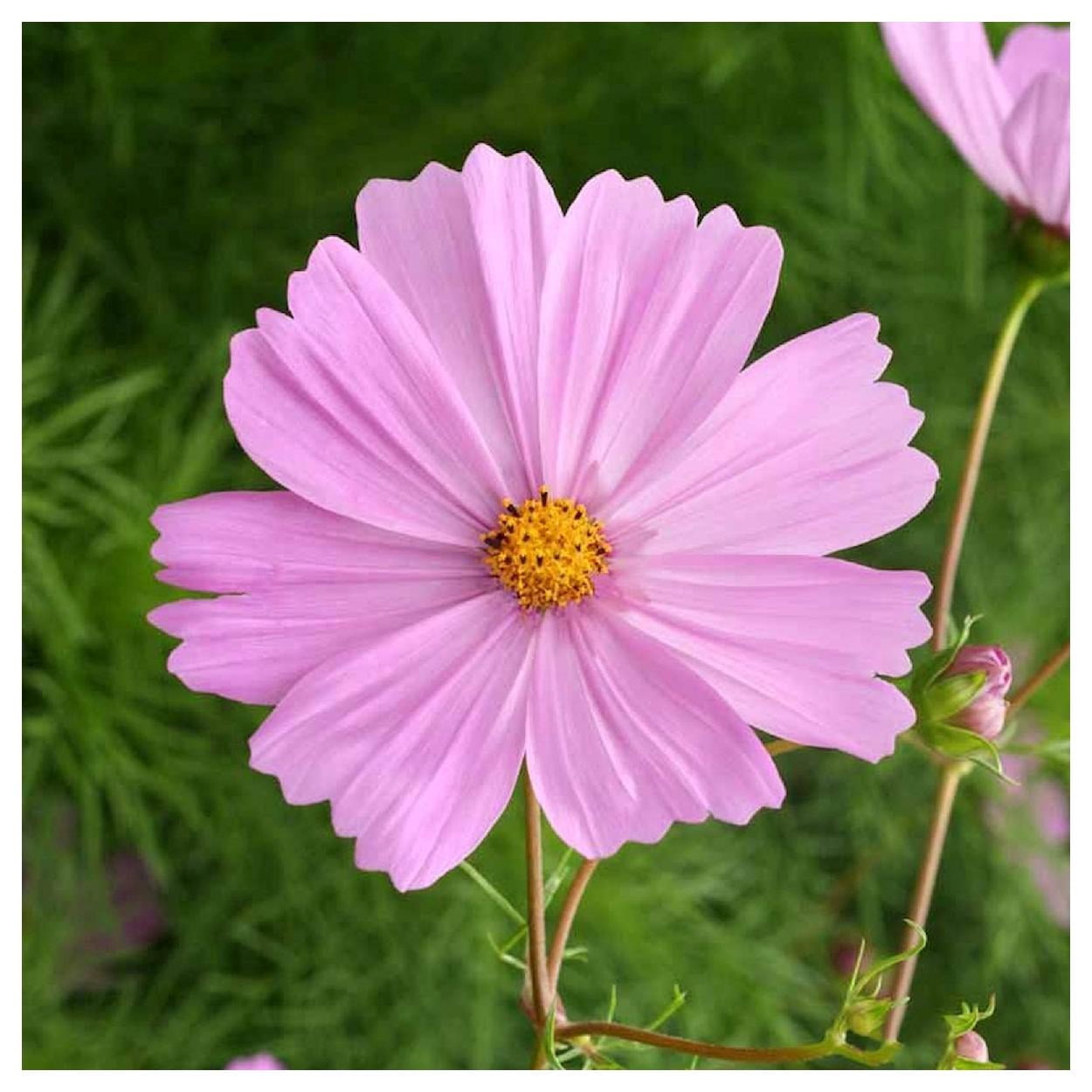 Everwilde Farms - 1 lb Pinkie Cosmos Garden Flower Seeds - Gold Vault Bulk Seed Packet