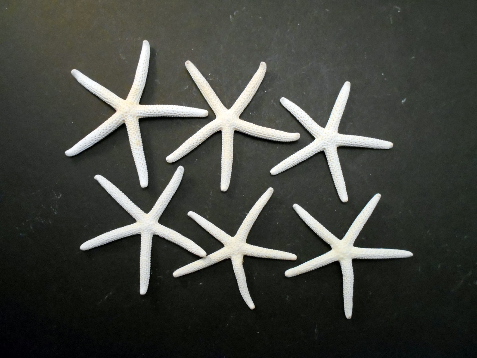 4-6 Pencil Starfish for Wedding or Home Decor Craft Supplies Turquoise Natural Pencil Starfish for Beach or Nautical Decor